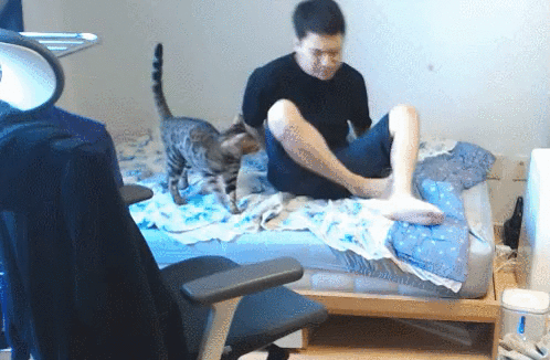 2020년 첫 고양이 첵스 | 인스티즈