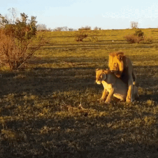 은근 호구인 사자.gif | 인스티즈