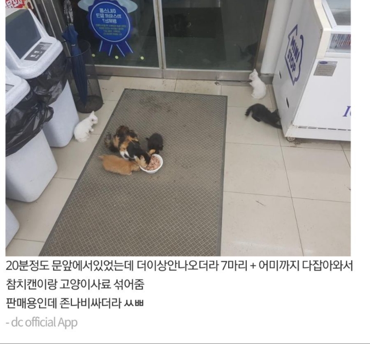 고양이 가족을 납치한 디시인 | 인스티즈