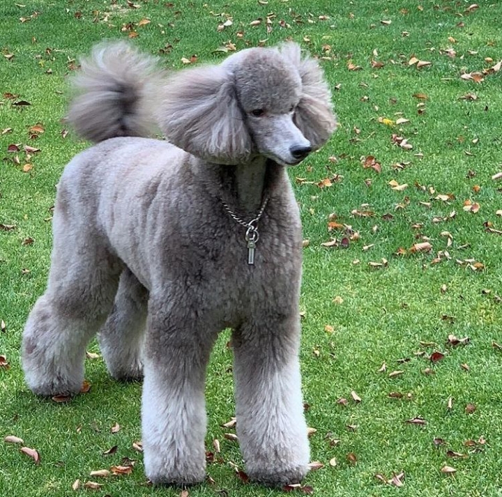  나보다 미용에 돈 더 많이 쓰는게 분명한 신세계 정용진 부회장이 키우는 강아지들...jpg | 인스티즈