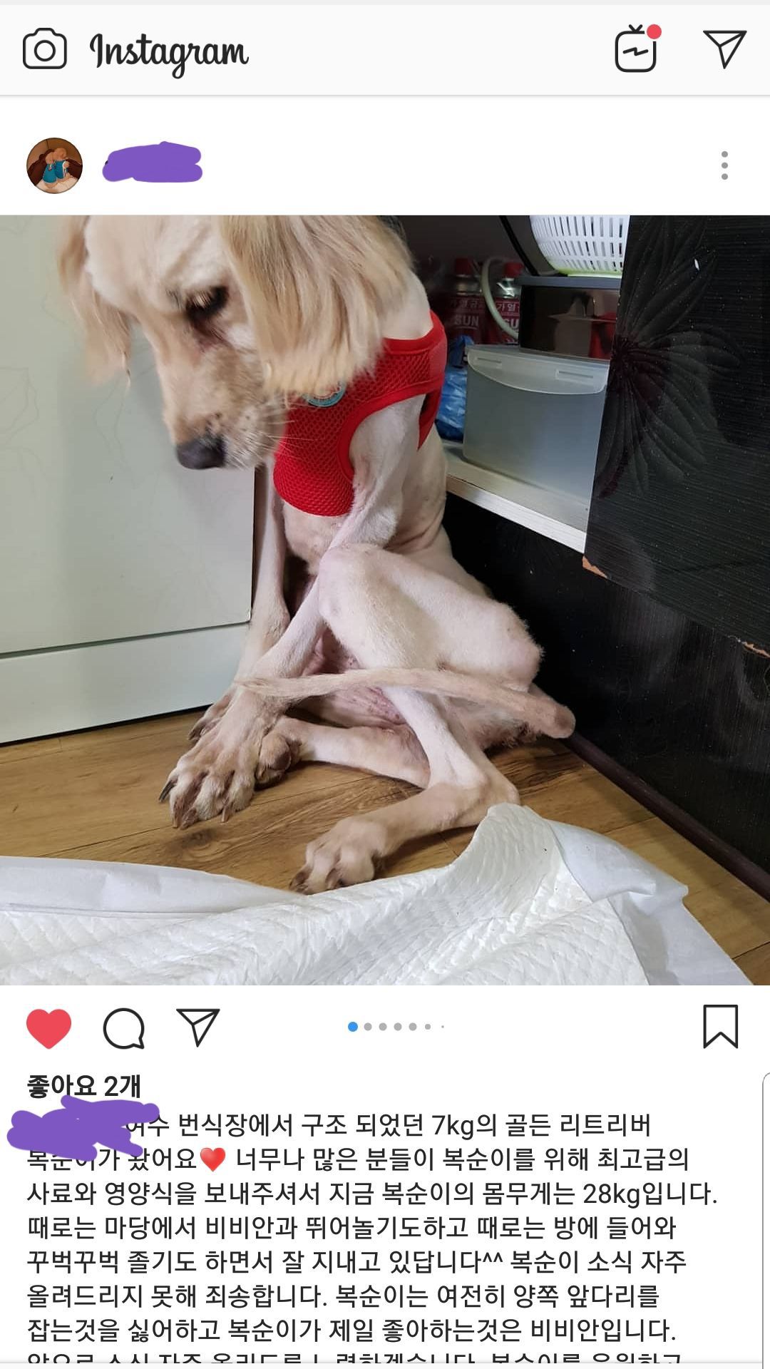 여수 개 번식장에서 구조된 7kg 어미 리트리버 근황 | 인스티즈