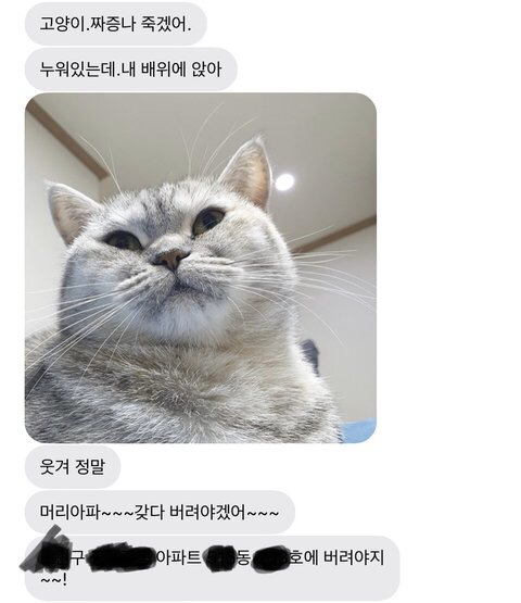 우리엄마가 고양이 쫓아낸대 | 인스티즈