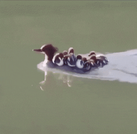 아기오리 데리고다니는 엄마오리 | 인스티즈