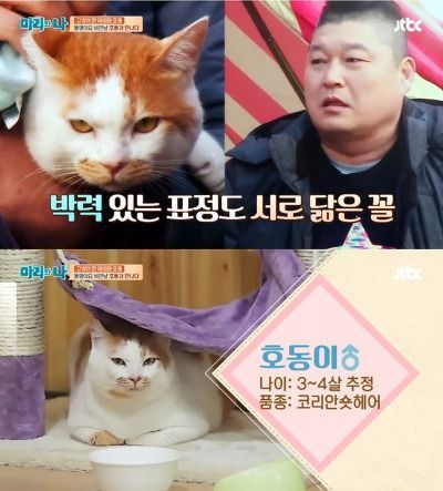 자기 닮은 고양이 만난 강호동 | 인스티즈