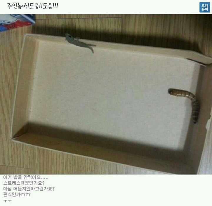 도마뱀이 먹이를 안 먹어요 ㅠㅠ | 인스티즈
