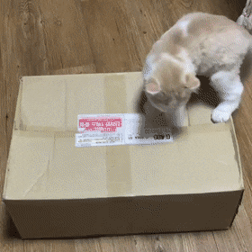 납치 당하는 고양이.gif | 인스티즈