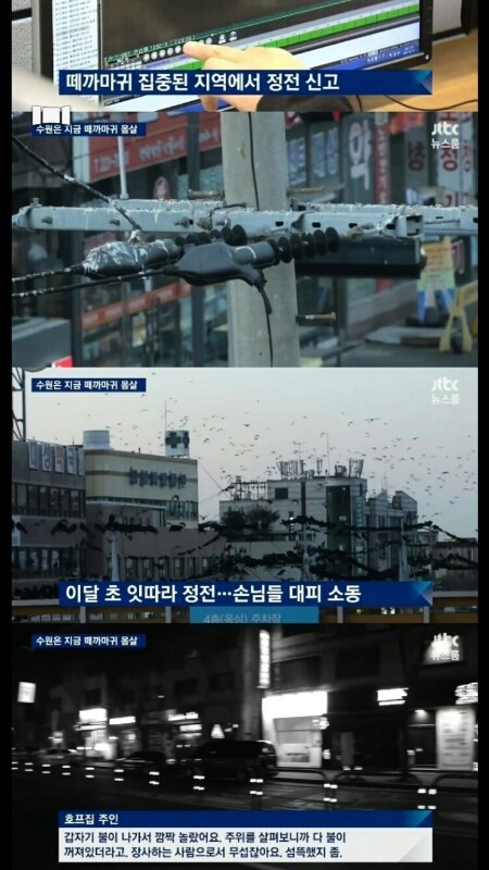 수원에서 자주일어난다는 떼까마귀...jpg | 인스티즈