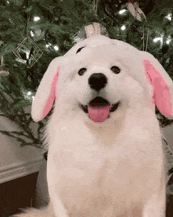 토끼 모자 쓴 사모예드 댕댕이.gif | 인스티즈