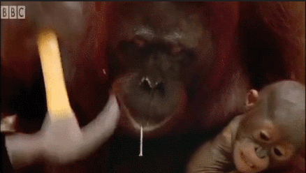 실습하는 4학년과 1학년 조를 보는 공대교수 .gif | 인스티즈