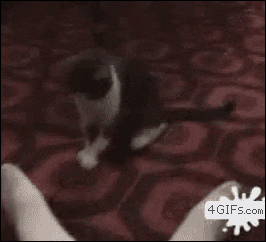 고장난 고양이 | 인스티즈