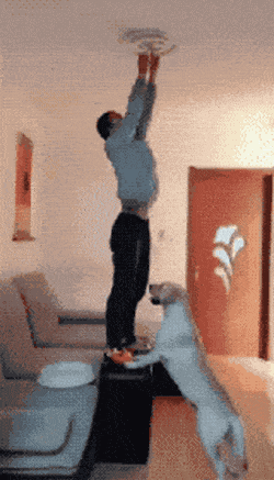 똑똑한 댕댕이.gif | 인스티즈