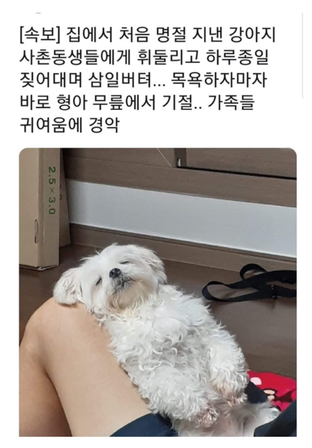 주인을 위해 삼일간 버틴 강아지 | 인스티즈