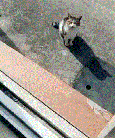 슬픈 고양이 모음 | 인스티즈