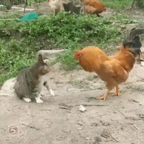 냥냥펀치 피하는 닭.gif | 인스티즈