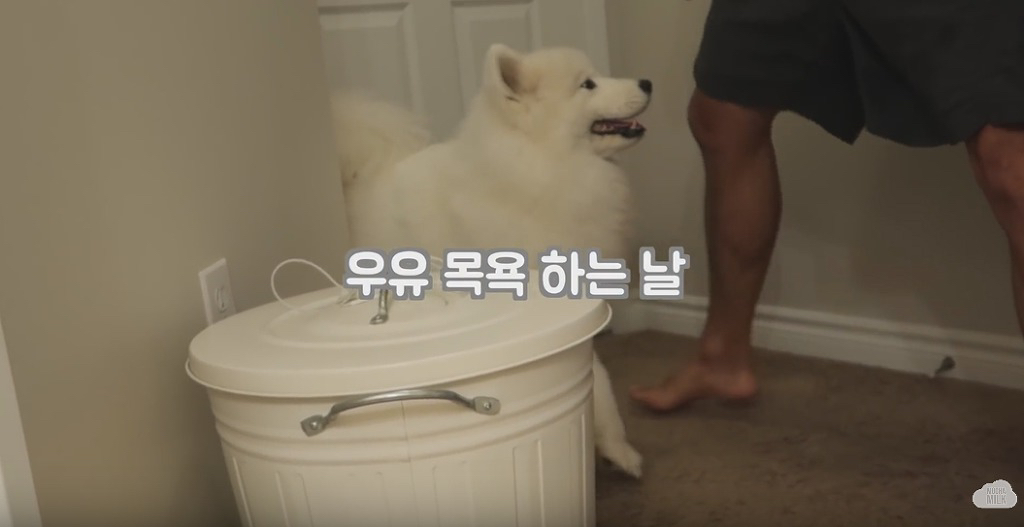 세상 순한 사모예드 댕댕이 목욕 시키기.jpgif | 인스티즈