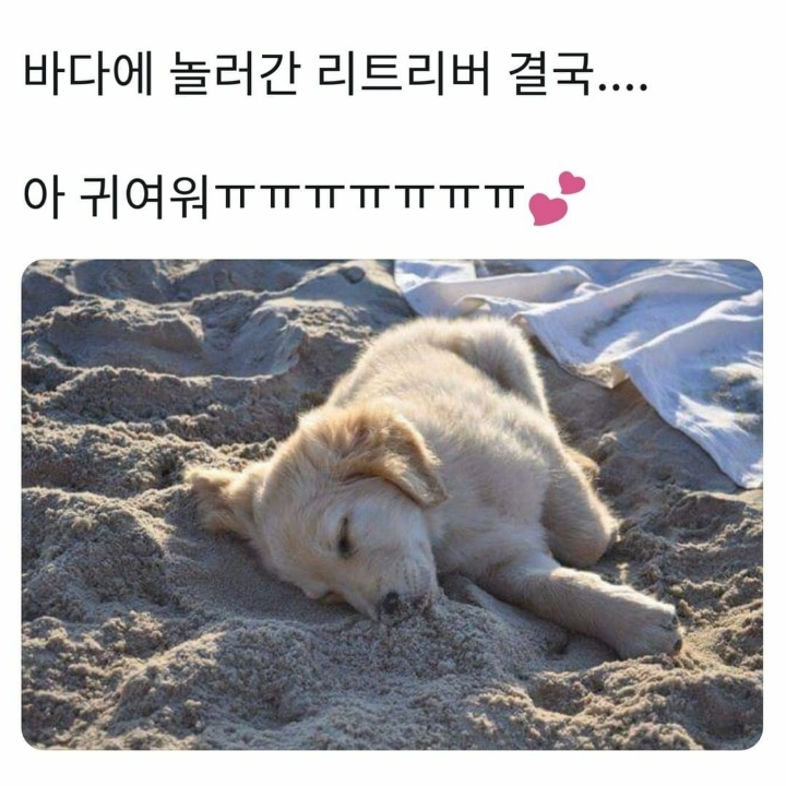 바다에 놀러간 애기 댕댕이.jpg | 인스티즈