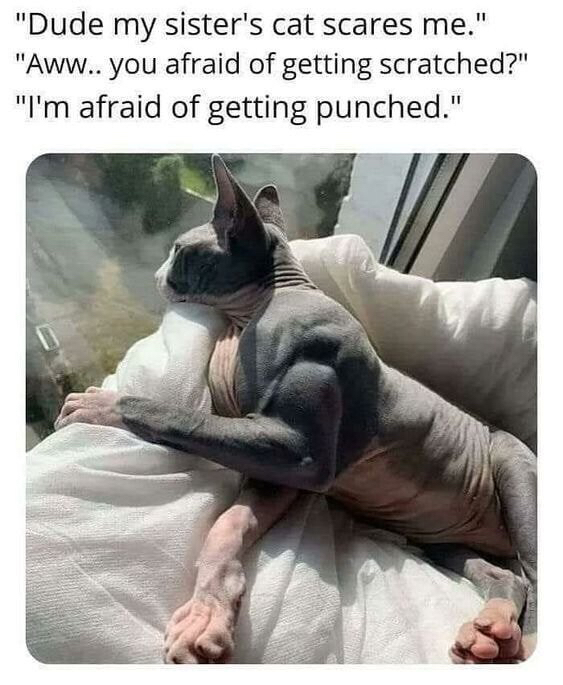 동생의 고양이가 무서운 오빠 | 인스티즈