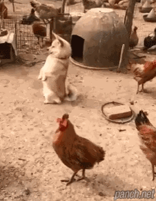 닭과 자란 댕댕이 | 인스티즈