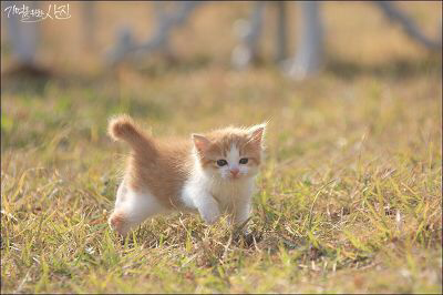디씨에서 난리났었던 마당에서 찍은 새끼 고양이.jpg | 인스티즈