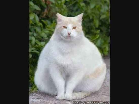 애완동물로 더 선호하는 것은? 강아지 vs 고양이 | 인스티즈