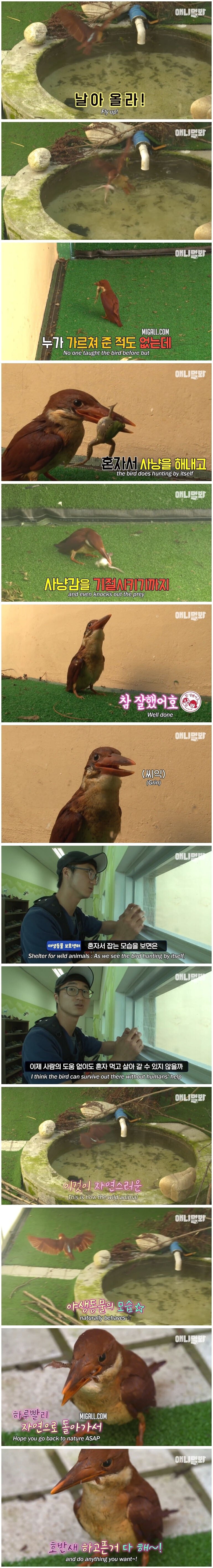 시간이 얼마 남지 않았는데 돌아가지 않는 호반새 | 인스티즈