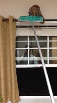 집에 부엉이 들어옴 | 인스티즈