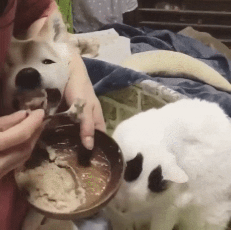17살 시바견 밥 먹이기.gif | 인스티즈