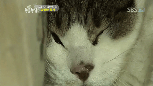왕따당해서 서럽게 우는 고양이.GIF | 인스티즈