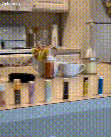 냥이 생일 선물.gif | 인스티즈