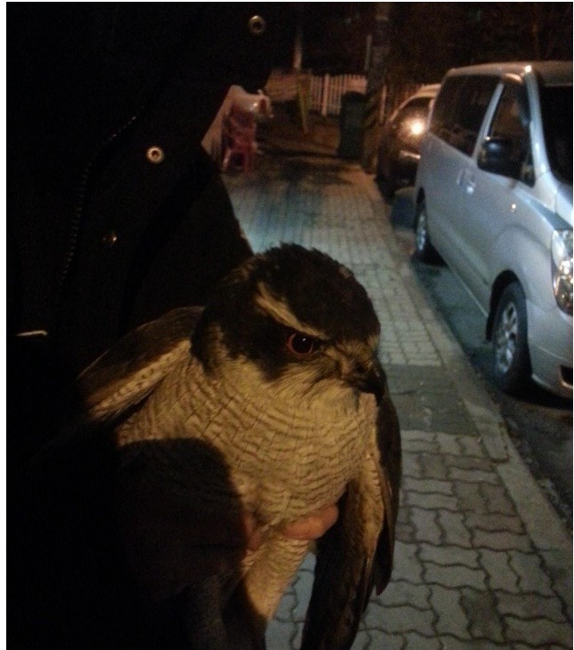 맨손으로 매 잡은 디씨인 | 인스티즈