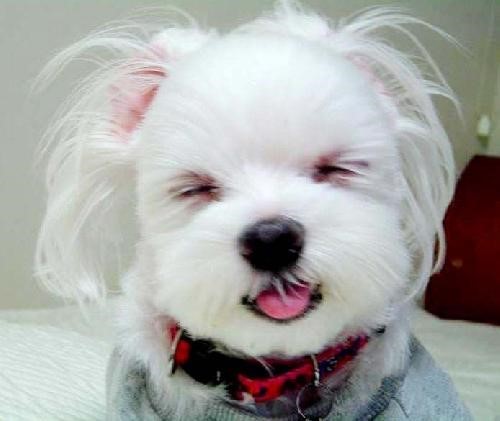 애완동물로 더 선호하는 것은? 강아지 vs 고양이 | 인스티즈