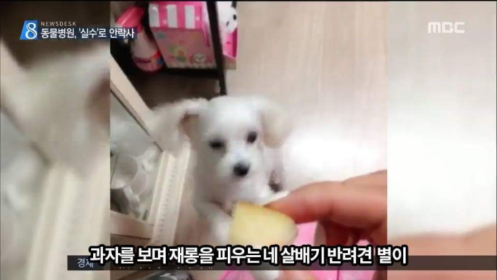 반려견 최악의 사건.jpg | 인스티즈