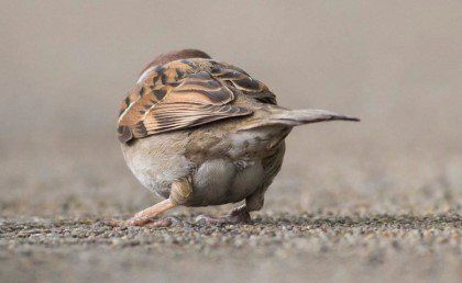 각종 엉덩이 모음....jpg | 인스티즈