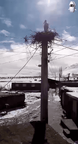 새집을 짓고 있는데 도우미~.GIF | 인스티즈