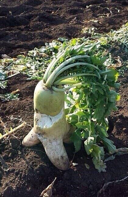 안 좋은 별명으로 불리지만 솔직히 겁나게 귀여운 포켓몬 | 인스티즈