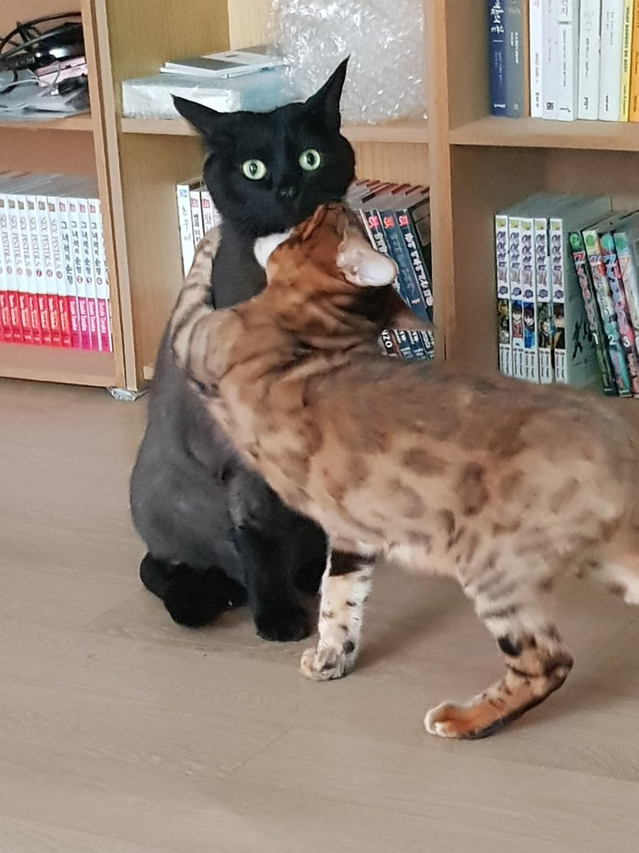 고양이 응가 냄새가 너무 심해서 입으로 숨을 쉬었더니... | 인스티즈