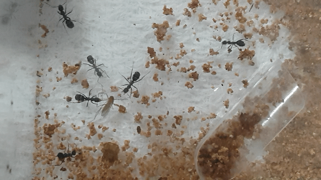 모기 새끼 다양하게 고문하는 모기 갤러리.jpgif | 인스티즈