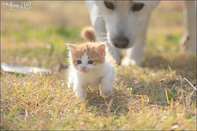 디씨에서 난리났었던 마당에서 찍은 새끼 고양이.jpg | 인스티즈