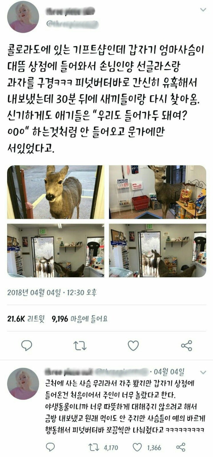 콜로라도의 어느 상점에 난입한 사슴.jpg | 인스티즈