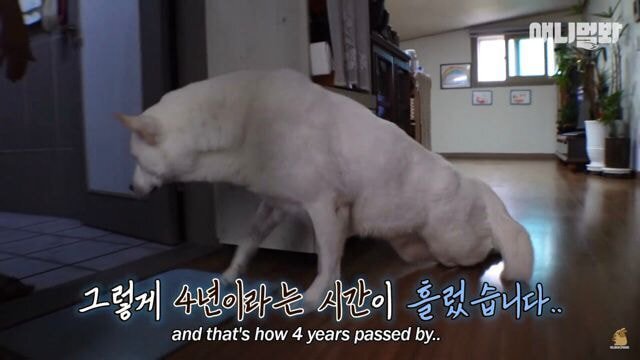 현재 본방 끝나고 호돌이 / 시청자 우롱 으로 논란 중인 동물농장 | 인스티즈