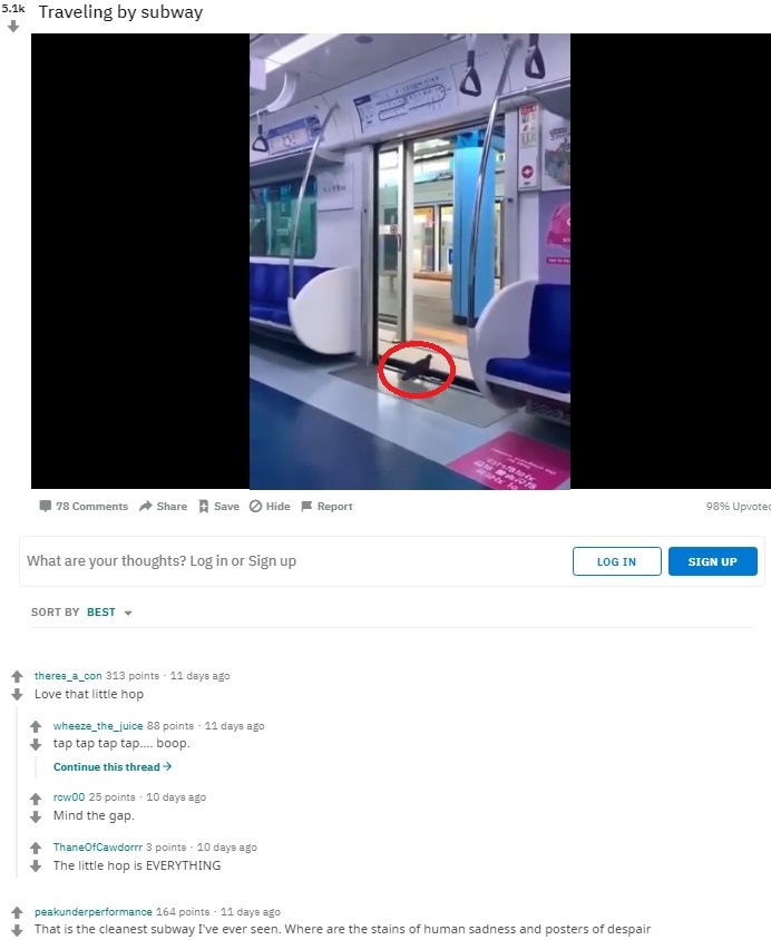 닭둘기를 바라보는 외국인의 시선 | 인스티즈