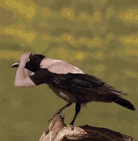 팔이 생긴 새.gif | 인스티즈