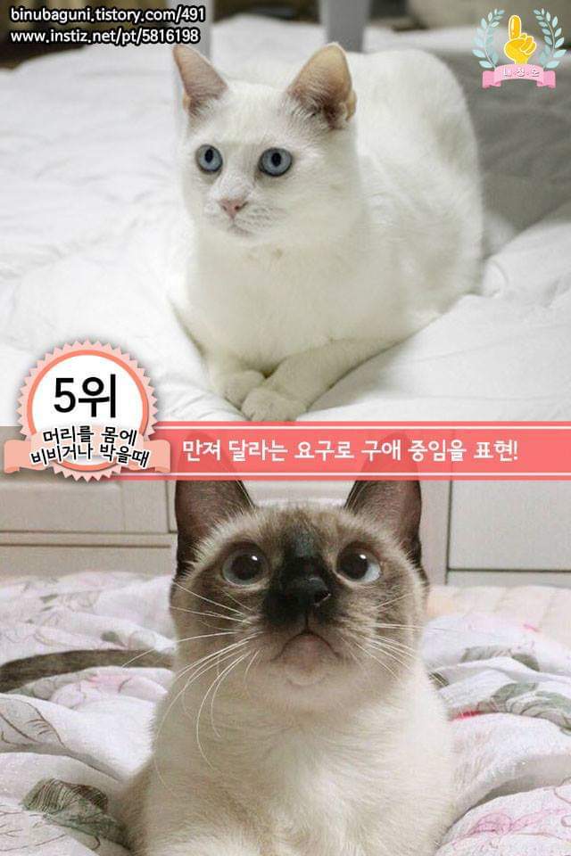 고양이의 행동으로 알수있는 고양이 언어 | 인스티즈