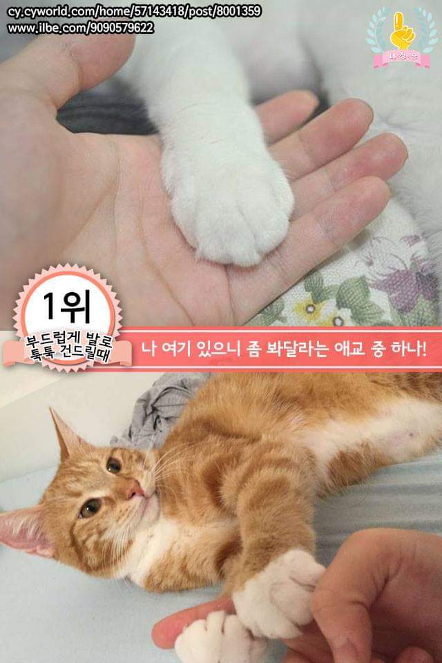 고양이의 행동으로 알수있는 고양이 언어 | 인스티즈