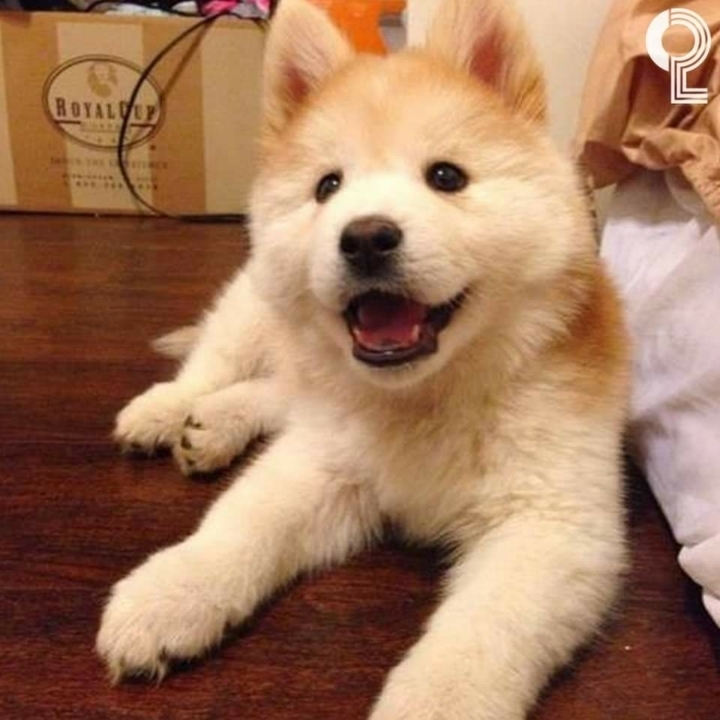 시바예드 | 인스티즈