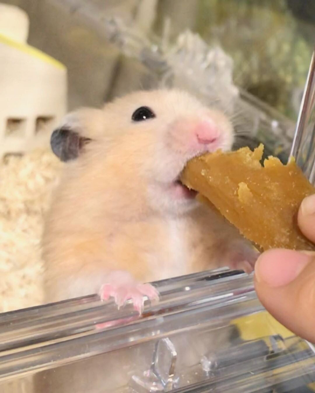 고구마말랭이 맛에 당황한 햄스터.jpg | 인스티즈