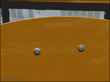 심오한 동물의 세계 | 인스티즈