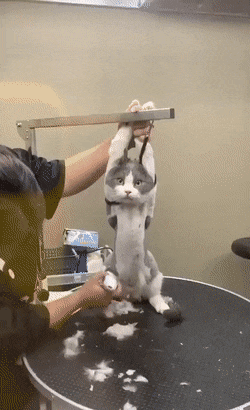 슬픈 고양이 모음 | 인스티즈