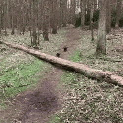 나뭇가지를 꼭 가져가야 하는 댕댕이 | 인스티즈