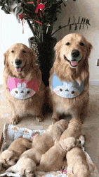 골든리트리버 패밀리 | 인스티즈